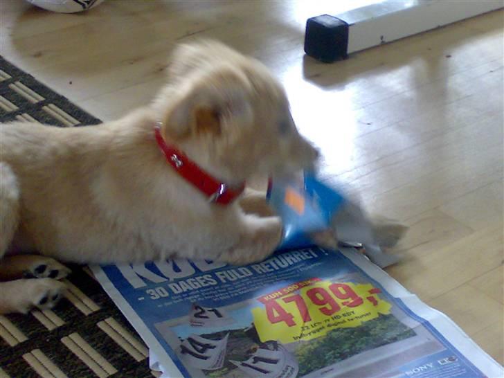 Blanding af racer Maggie billede 7