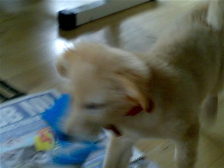 Blanding af racer Maggie billede 8