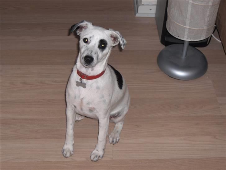 Blanding af racer Chika billede 18