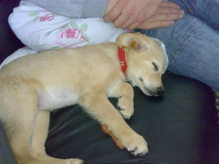 Blanding af racer Maggie billede 11