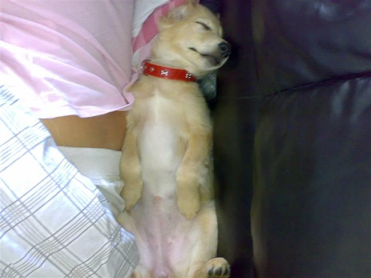 Blanding af racer Maggie billede 12