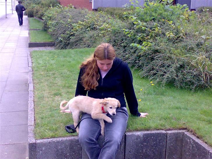 Blanding af racer Maggie billede 13