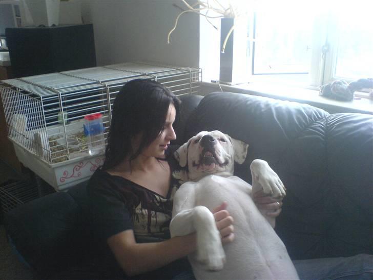 Amerikansk bulldog Holger Junior - nusse nusse nusse!! billede 10