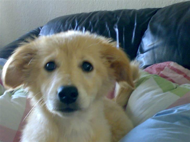 Blanding af racer Maggie billede 14