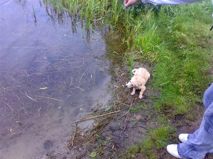 Blanding af racer Maggie billede 15