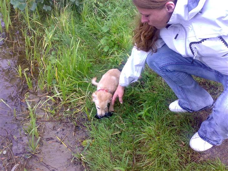 Blanding af racer Maggie billede 16