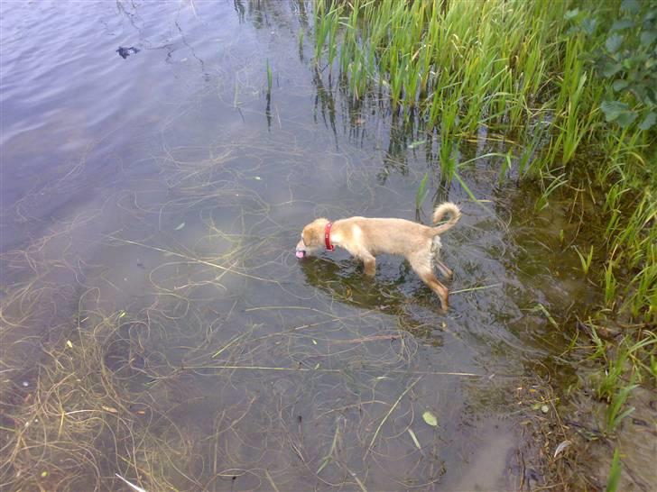 Blanding af racer Maggie billede 17