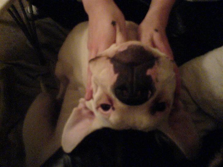 Amerikansk bulldog Holger Junior - hihi sjovt at kigge bagud!! billede 11