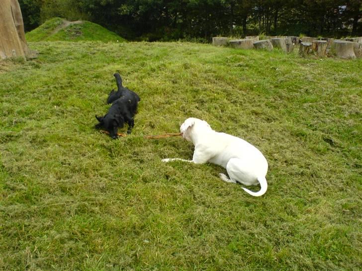 Amerikansk bulldog Holger Junior - deler pind med søster! billede 12