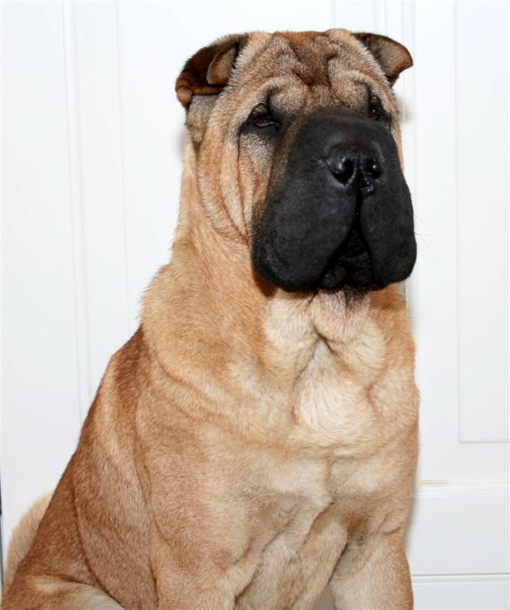 Shar pei Spike - Nu er vi klar til udstillinger... :O) billede 1