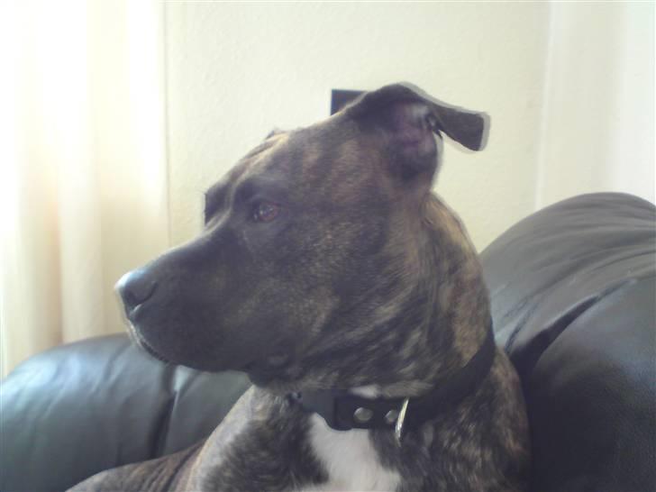 Amerikansk staffordshire terrier Malou R.I.P billede 1