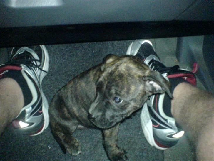 Amerikansk staffordshire terrier Malou R.I.P - Først køretur i bil... billede 2