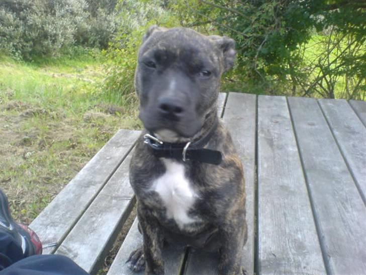 Amerikansk staffordshire terrier Malou R.I.P billede 3