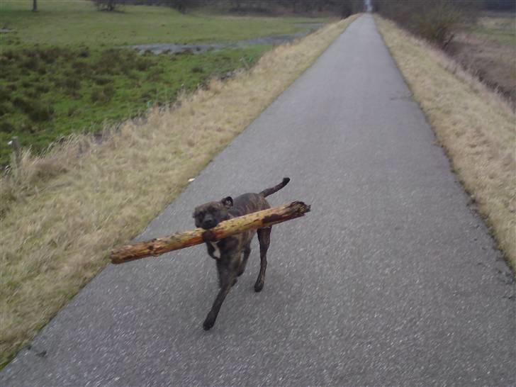 Amerikansk staffordshire terrier Malou R.I.P billede 4