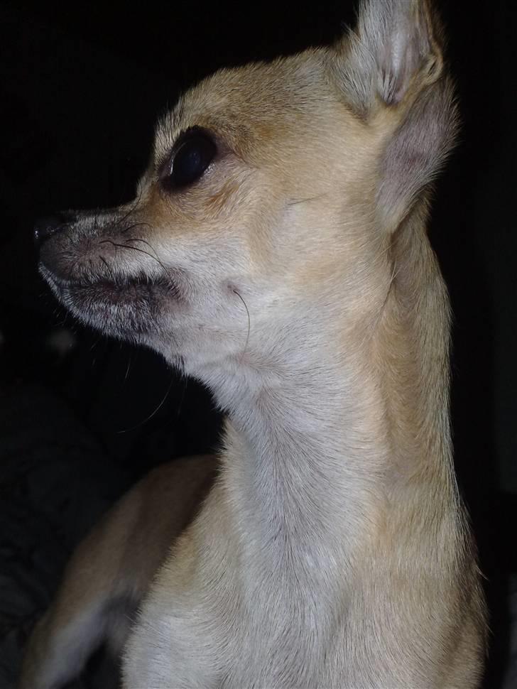 Chihuahua Rockey - Hov hvem er det ? :D billede 1