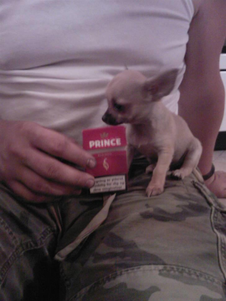 Chihuahua Rockey - Ja stor er Rockey ikke. Hehe. billede 2