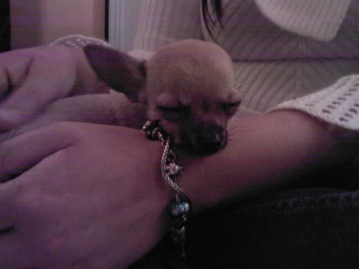 Chihuahua Rockey - Rockey putter på min arm. :) billede 3