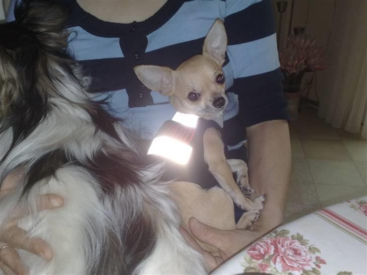 Chihuahua Rockey - Han elskede "Bodyguard" vest. :P billede 4