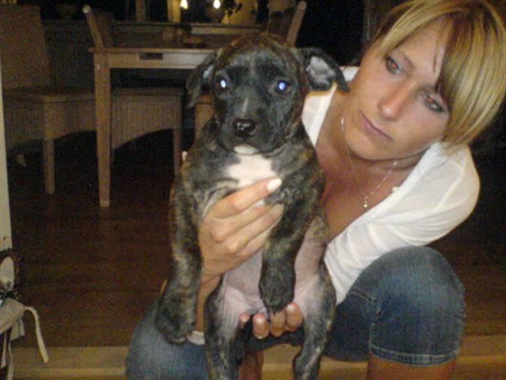 Amerikansk staffordshire terrier Malou R.I.P - Første aften i sit nye hjem... billede 5