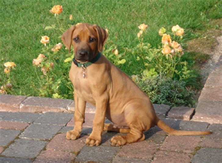 Rhodesian ridgeback Hazinas 4th Ajabu - Gaius billede 1