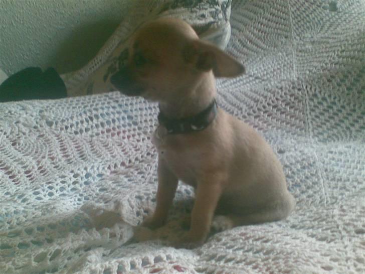 Chihuahua Rockey - Da vi næsten lige havde fået ham :) Ikk stor hva? :) billede 5