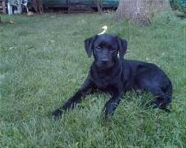 Blanding af racer Labrador/Rottweiler Calle - Det billede som blev vist i annoncen som min ejer faldt for mig billede 2