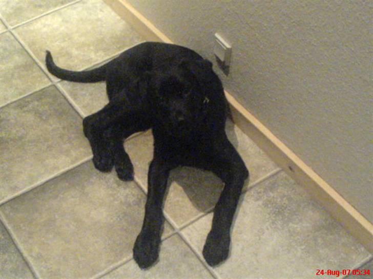 Blanding af racer Labrador/Rottweiler Calle - Hej lige et lille hvil billede 3