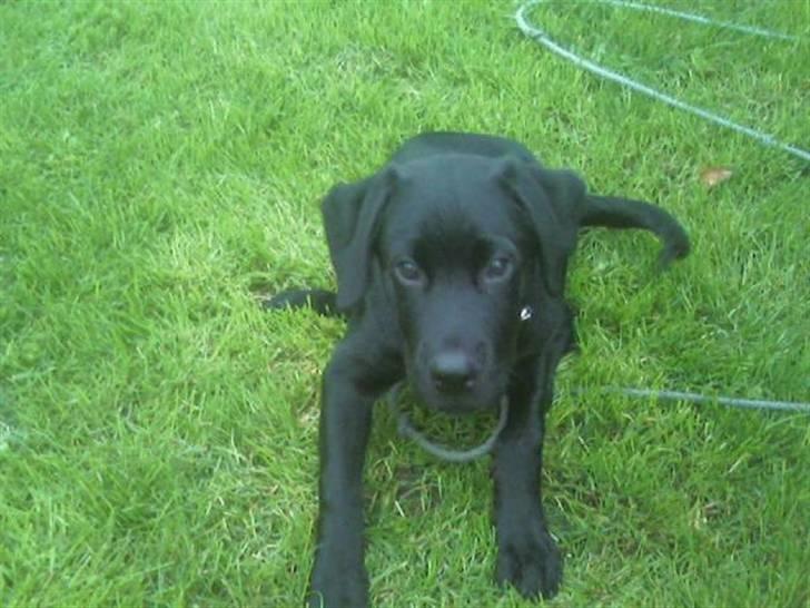 Blanding af racer Labrador/Rottweiler Calle - Det første billede taget d.23/08-07 billede 4