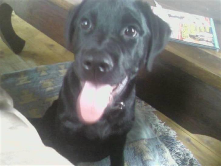 Blanding af racer Labrador/Rottweiler Calle billede 5