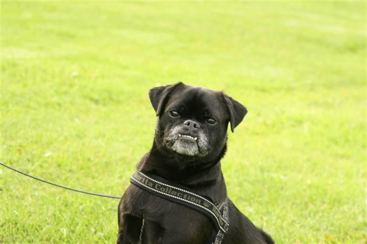 Blanding af racer 75% mops Dalton... billede 19