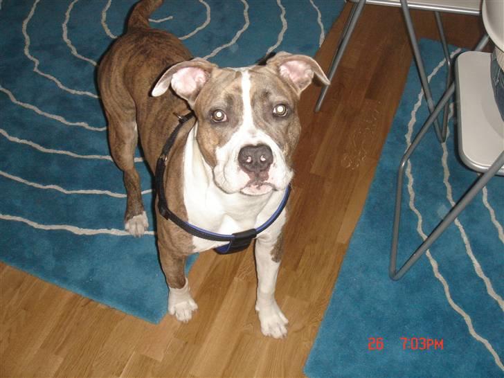 Amerikansk staffordshire terrier Marco billede 5