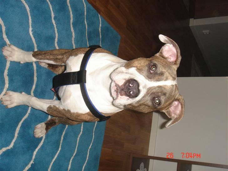 Amerikansk staffordshire terrier Marco billede 6