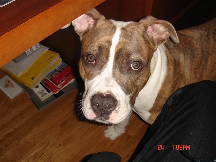 Amerikansk staffordshire terrier Marco billede 7