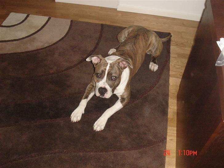 Amerikansk staffordshire terrier Marco billede 8