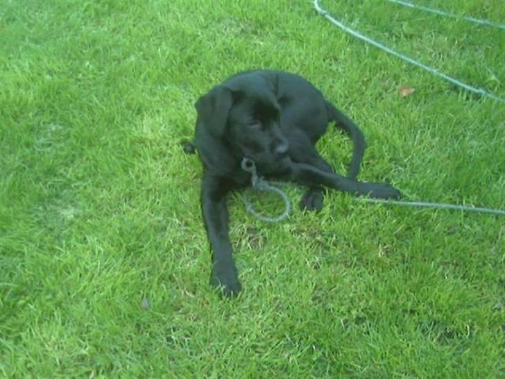 Blanding af racer Labrador/Rottweiler Calle billede 6