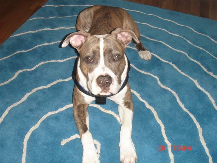 Amerikansk staffordshire terrier Marco billede 9