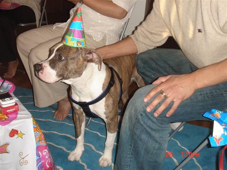 Amerikansk staffordshire terrier Marco - Føler mig lidt dum med hat... billede 10