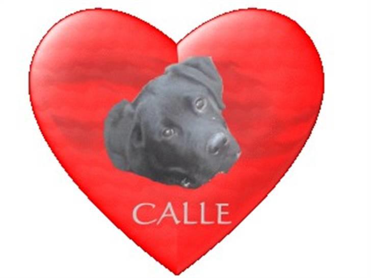 Blanding af racer Labrador/Rottweiler Calle billede 7