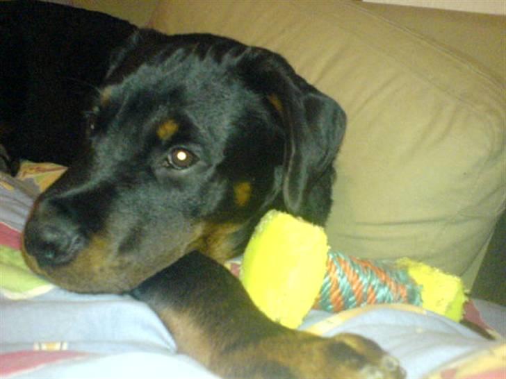 Rottweiler balto - mit yndlings legetøj :o) billede 1