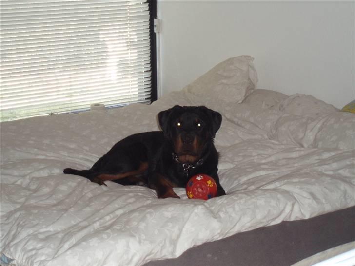 Rottweiler balto - jeg Ælsker bare og ligge i sengen billede 2