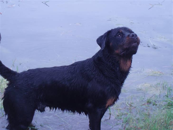 Rottweiler balto - kast nu pinden far billede 3