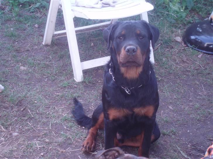 Rottweiler balto - er det mig du tager billeder af?? billede 4