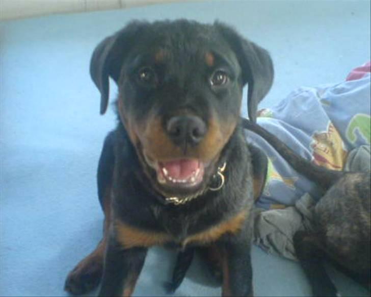 Rottweiler balto - lige et billede fra han var helt lille.. meget fotogen billede 5