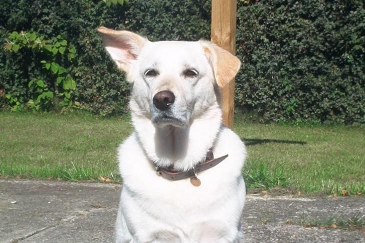 Blanding af racer Rockie billede 1