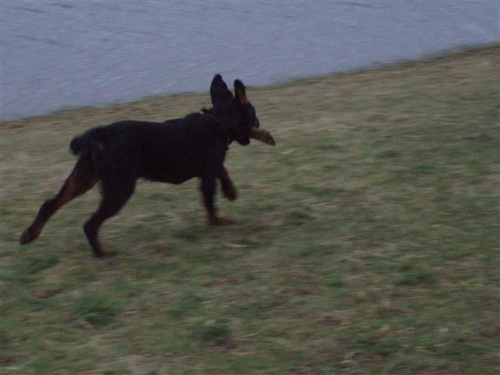 Rottweiler balto - så er det bare derud af med pinden inden de andre fanger mig billede 6