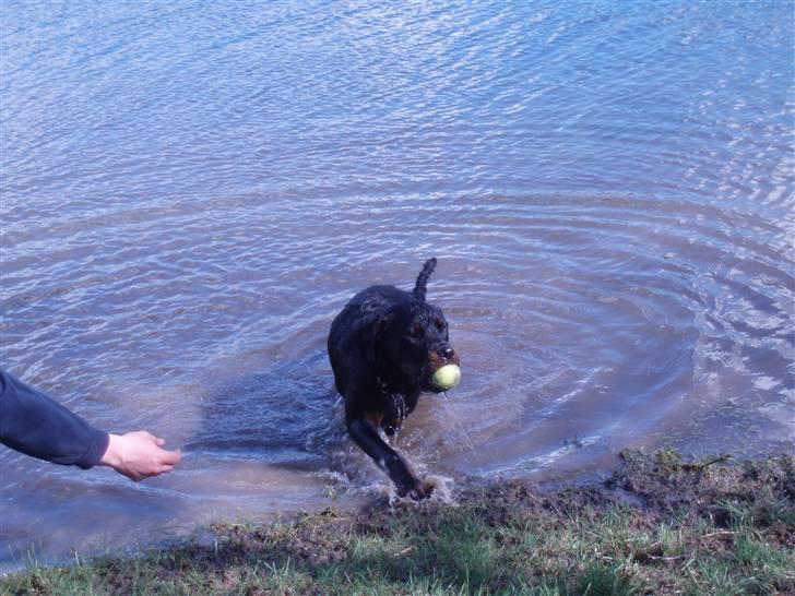 Rottweiler balto - næh nej du, du skal ikke have min bold. det er da mig der har hentet den. billede 7