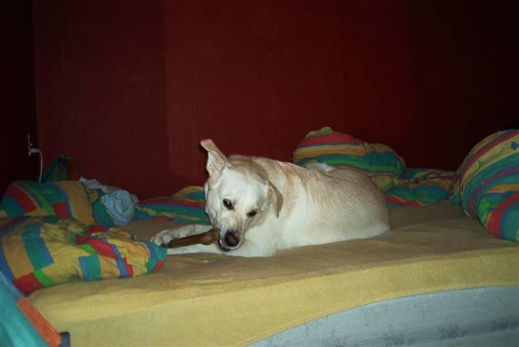 Blanding af racer Rockie billede 2