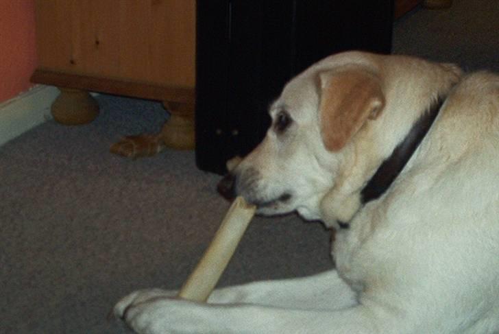 Blanding af racer Rockie billede 3