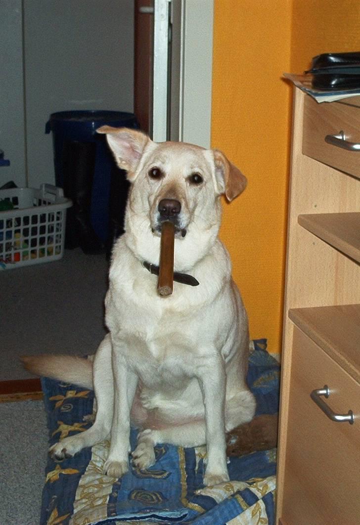 Blanding af racer Rockie billede 4