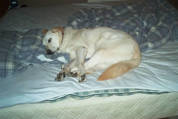 Blanding af racer Rockie billede 5